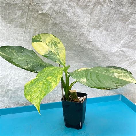 花葉萬年青開花|花葉萬年青 Dieffenbachia seguine｜家居植